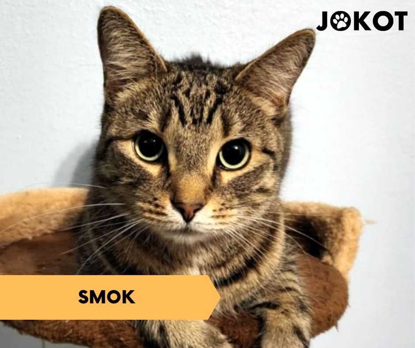 Dwa bure kocurki do adopcji w dwupaku ^-^