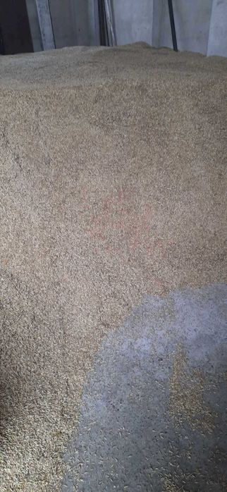 Owies  / owies siewny