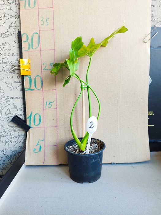 Філондерон Щангри-ла