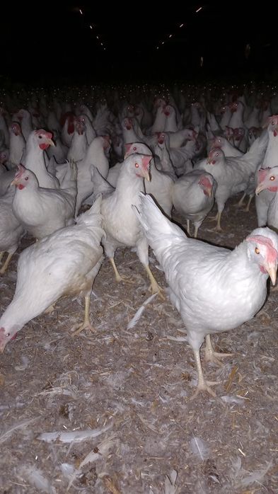 Kury Nioski Leghorn 24 tygodnie! Wysyłamy!