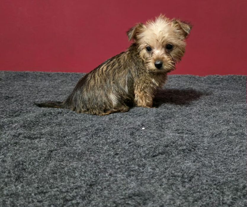 Yorkshier terrier gold super miniatura