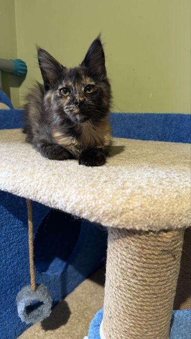 Дівчинка, 3 місяці, готова до переїзду