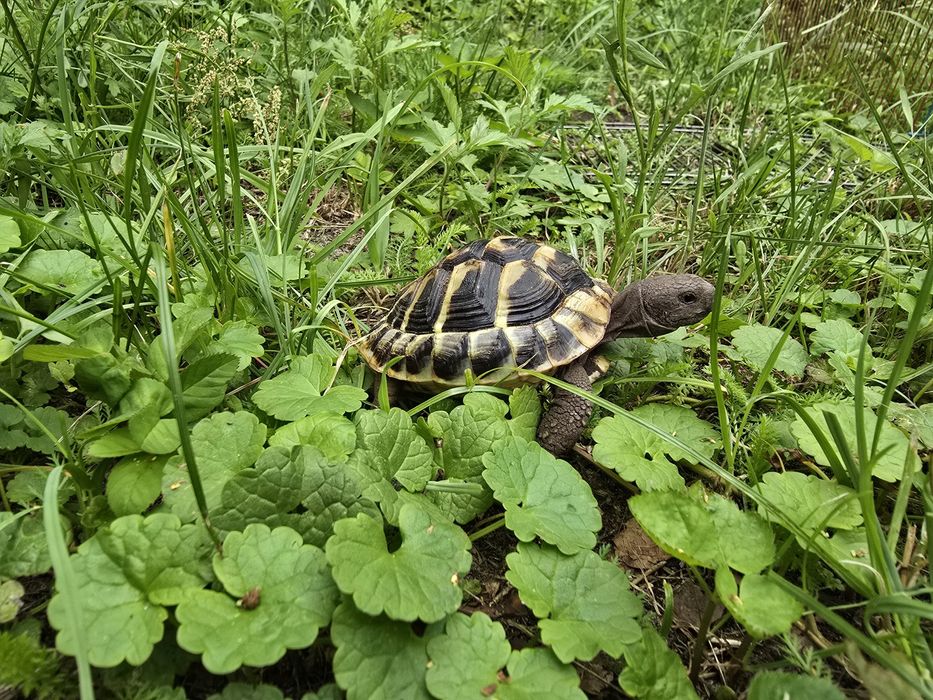Domki letniskowe, basen, plac zabaw,  zwierzęta mile widziane