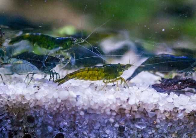 Piękne zielone krewetki akwariowe Green Jade 10szt
