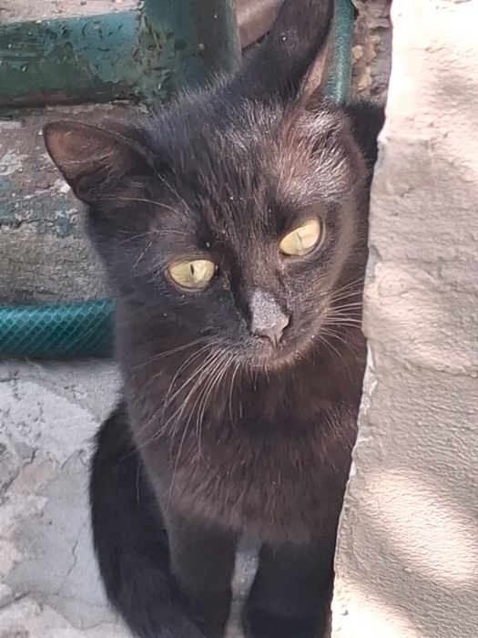 Отдам чёрного короткошерстного котика