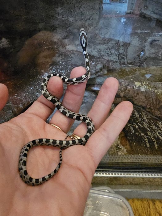 Waz zbozowy różne odmiany kolorystyczne wyprawka