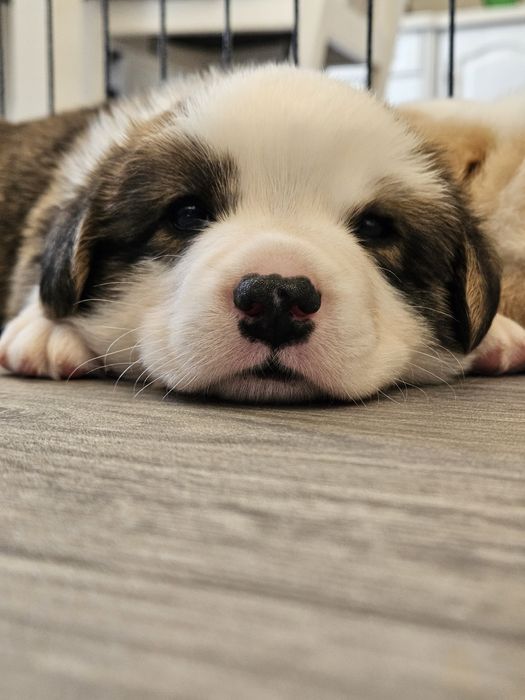 Welsh Corgi Cardigan piesek FCI