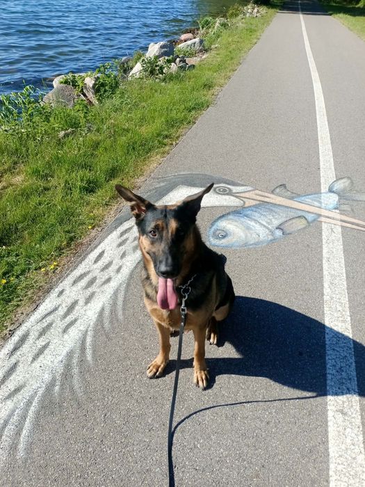 ARES szuka najlepszego domu