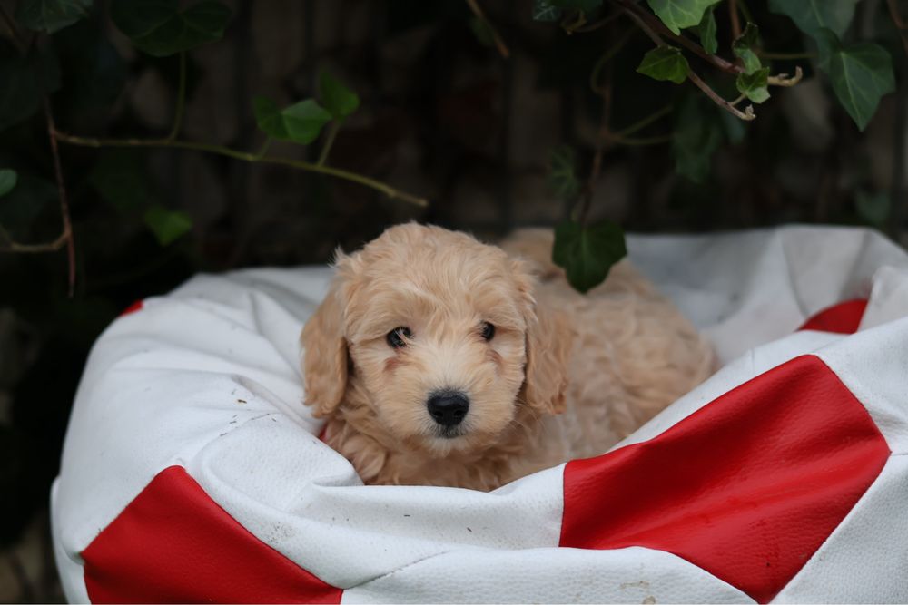 Maltipoo samiec
