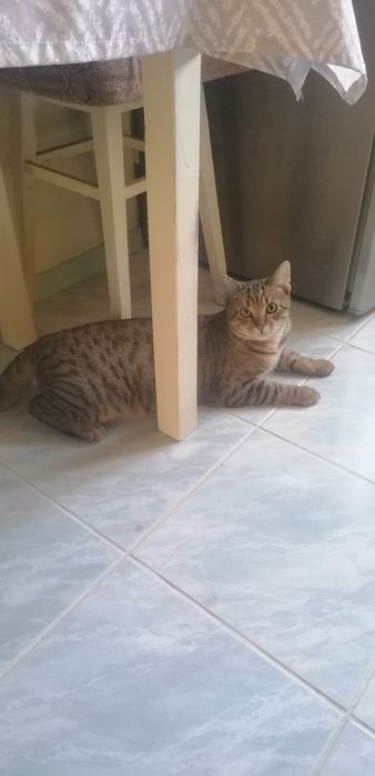 Oddam za darmo kocura