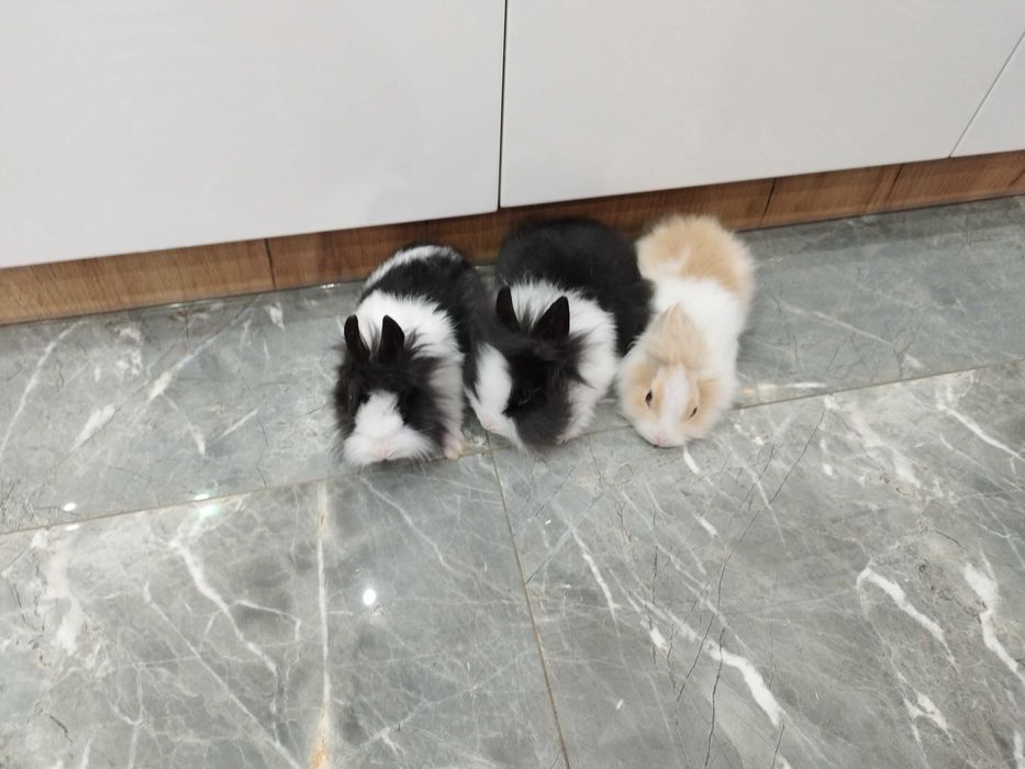 Króliki miniaturki Teddy Lewki młode