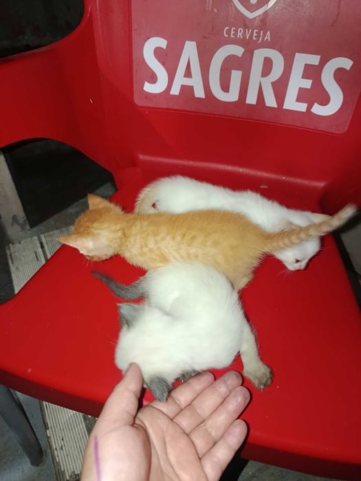 Gatinhos bebés 1 mês