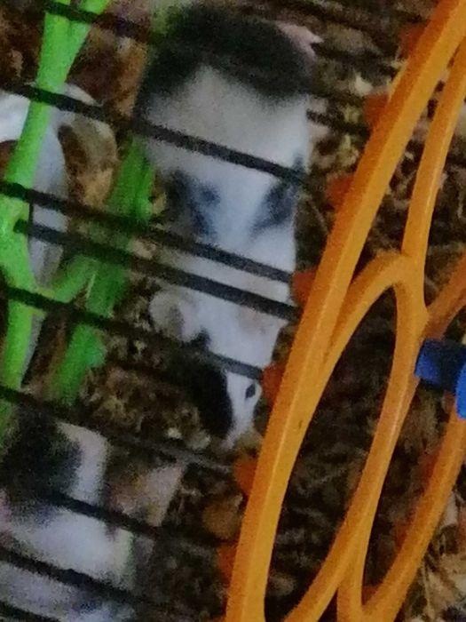 Мышки декоративные мыши разноцветные