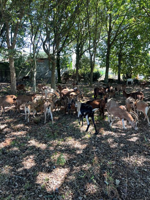 Cabras e cabritas b4
