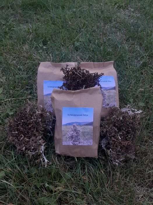 Ісландський мох з карпат