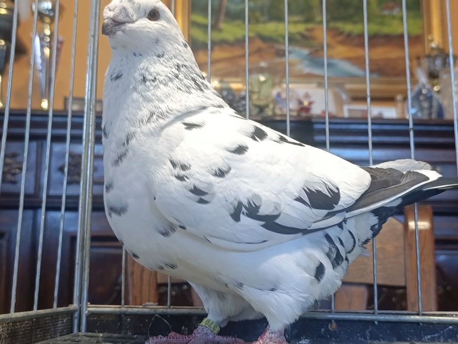 Giant Homer, wysyłam, gołębie ozdobne