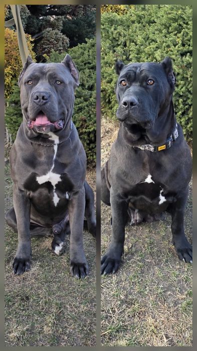 American Bandog American Bully