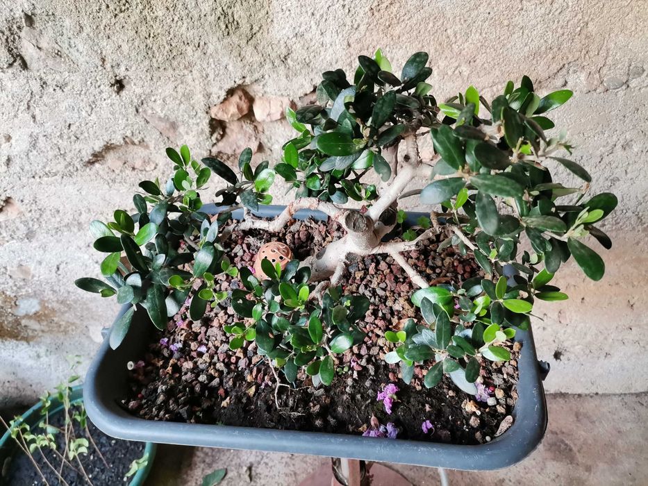 Pré-Bonsai de "Oliveira Europeia" - *VENDA URGENTE (DESOCUPAR)*