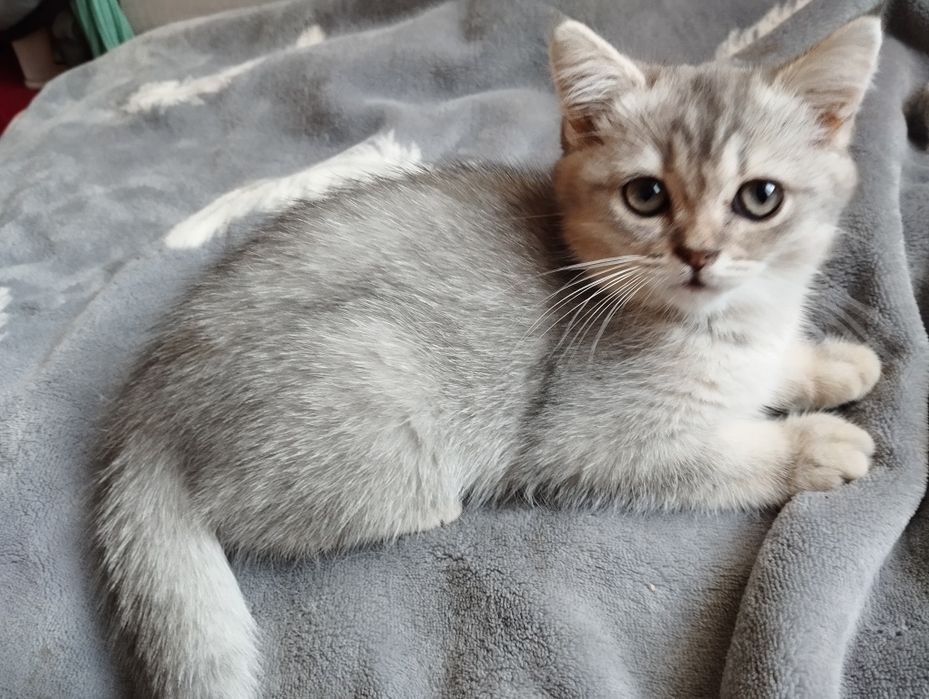 Кошечка шотландская