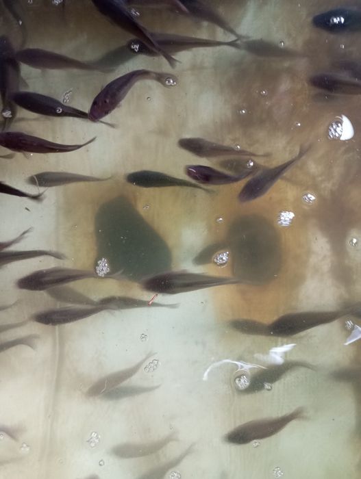 Karp narybek zarybieniowy