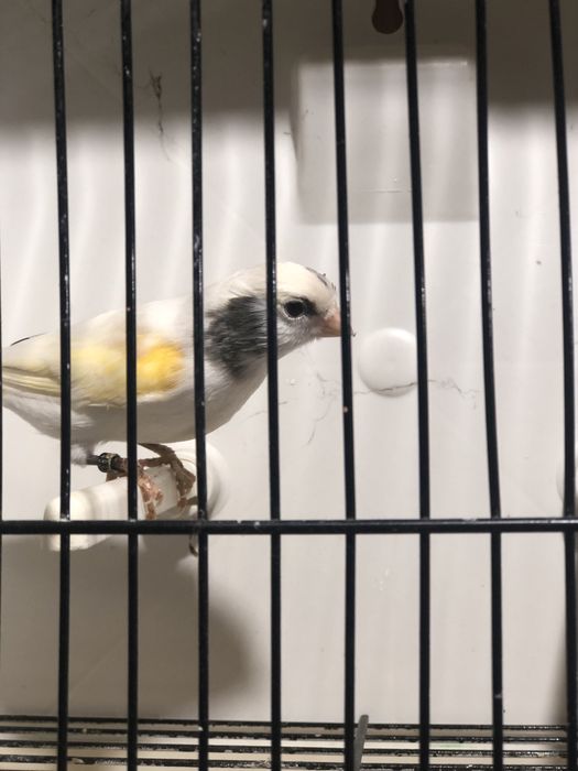 R1 MESTIÇO DE SERINUS SERINUS SEXO ND DE 2025