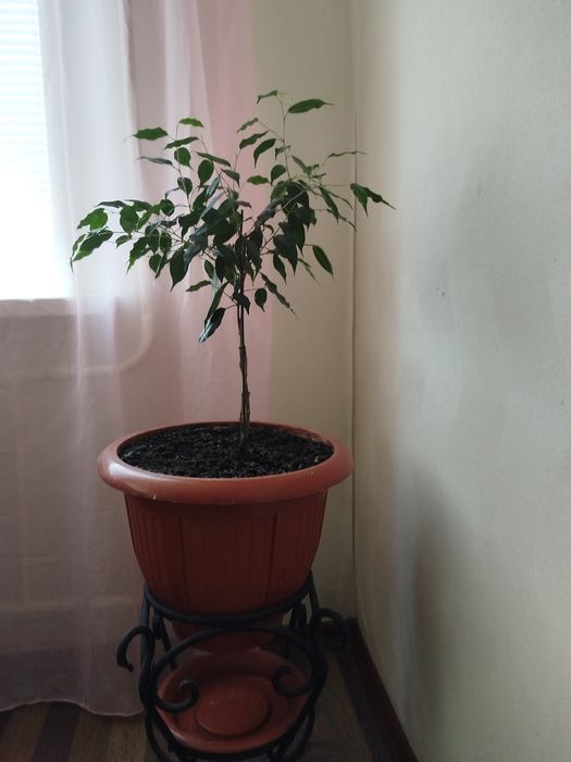 Продам Фикус 45см...