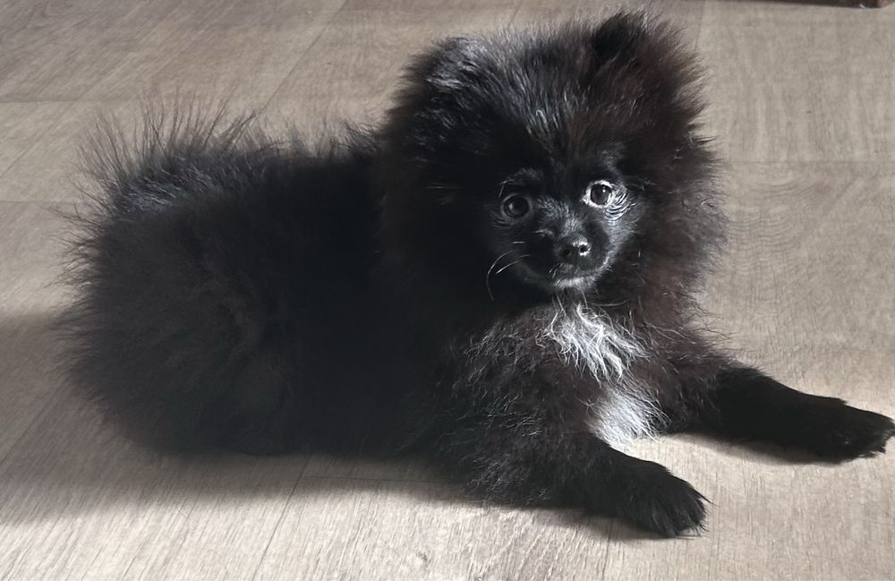 Zarezerwowana. Sprzedam czarną suczkę szpica miniaturowego