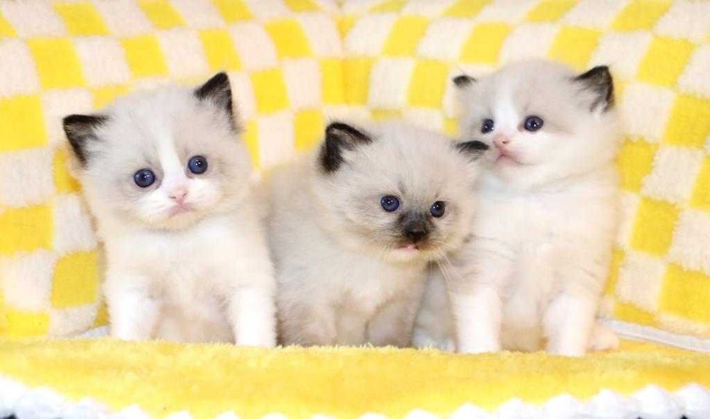Отличного качества породистые котята-Ragdoll ( клубные)