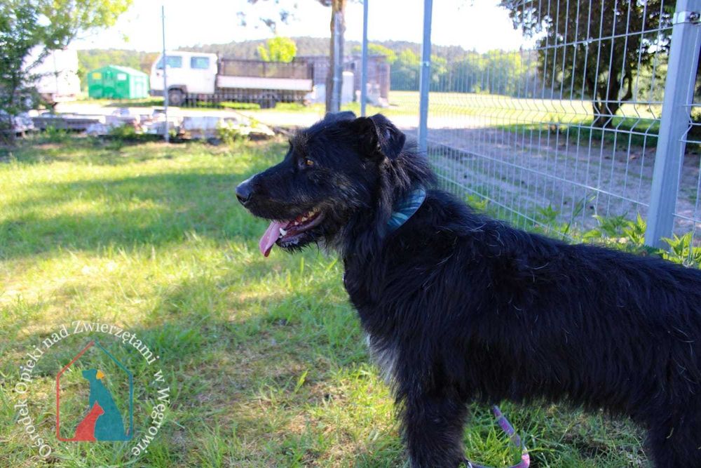 Bardzo fajny i wesoły, młody, większy psiak - kocha człowieka ADOPTUJ