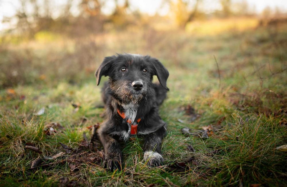 Coco - 6 miesięczna sunia SZCZENIAK szuka domu