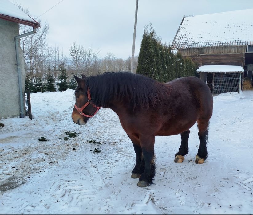 Klacz zimnokrwista źrebna