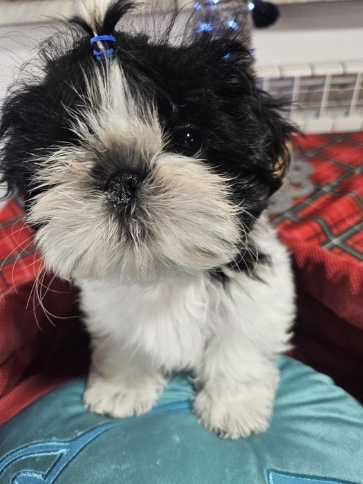 Czarno-biały Shih-Tzu szczeniak FCI