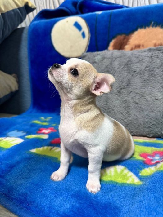 Продам цуценя чихуахуа