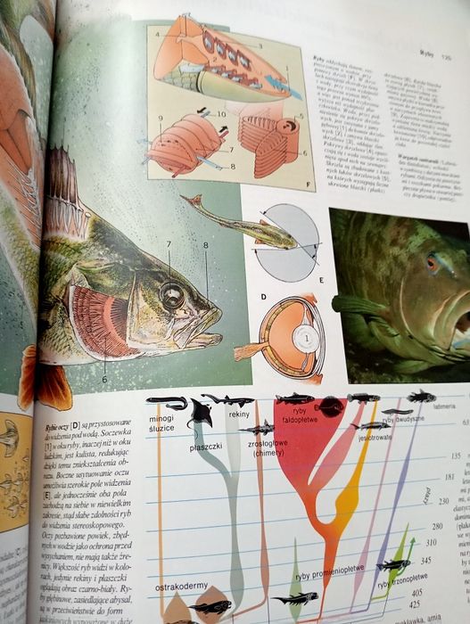 Tajemnice natury encyklopedia przyrodnicza