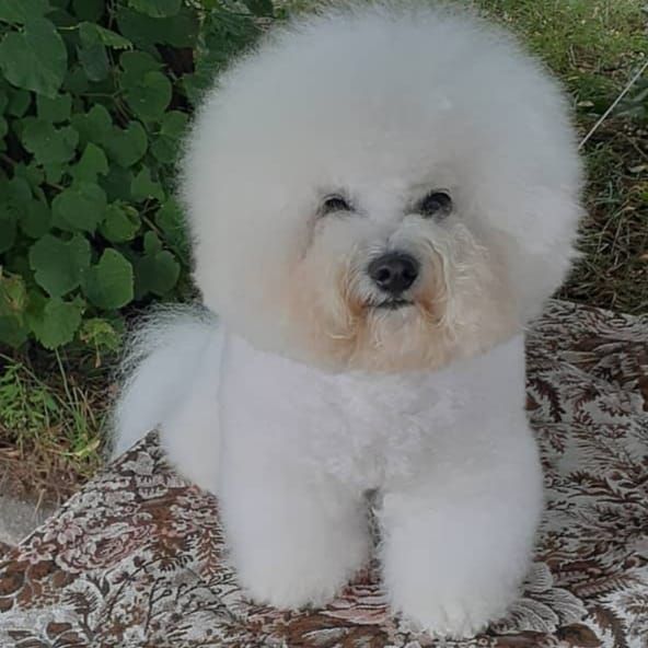 в'язка бішон-фрізе