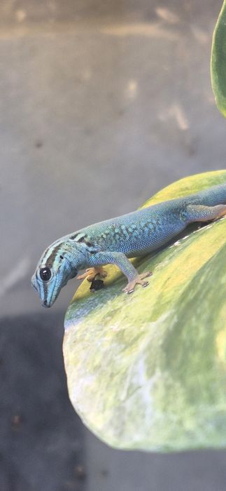 Młody Samiec L.w (electric blue day gecko)- OPIS
