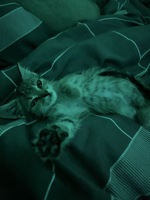 котенок девочка