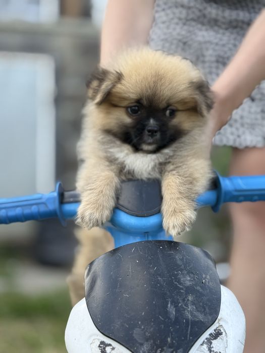 Хлопчинка шпиць мінік