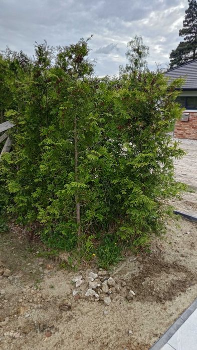 Oddam Tuja szmaragd wysokość 200/300cm