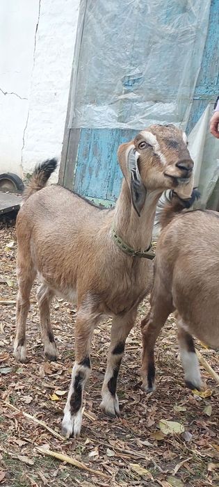 Кози Англо-Нубійські