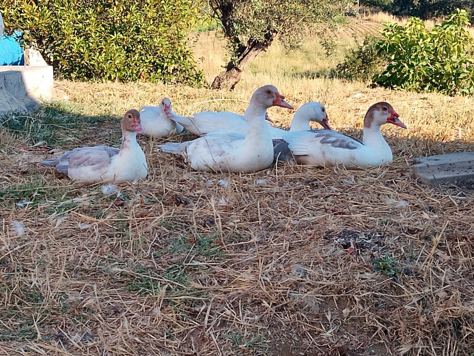 Patos mudos várias idades