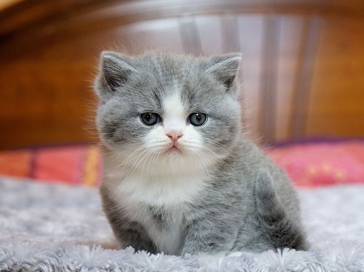 Котята активные и ручные,