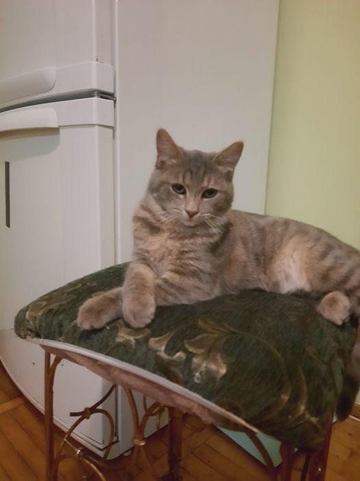 Чудове котеня-дівчинка