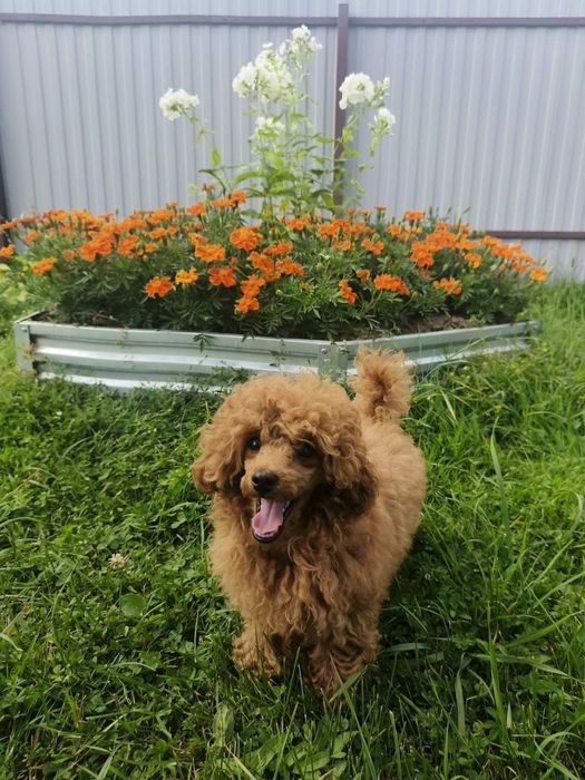 Продаю  молоденького Пуделя