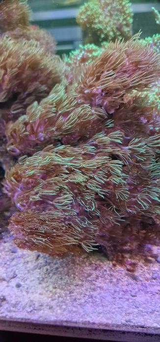 Akwarystyka morska: Koralowiec miękki Briareum Poznań