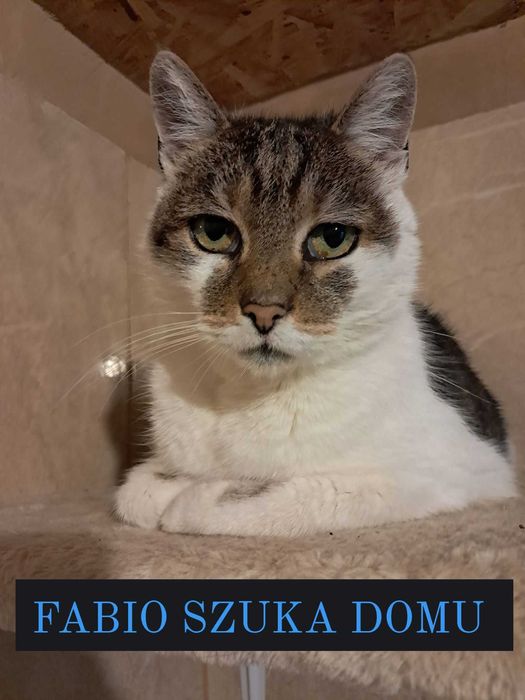 Fabio ok 2 let.pięknie umaszczony kocurek czeka na Ciebie Korabek