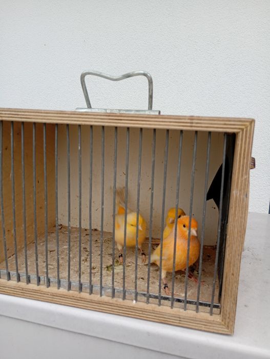 Sprzedam kanarki samce 70zł