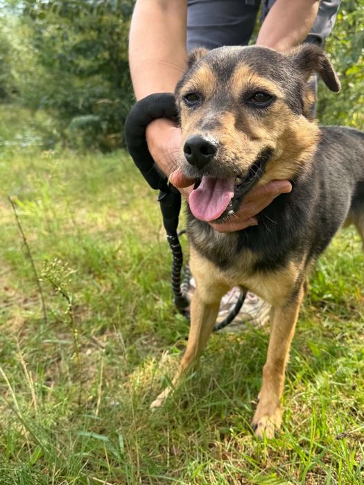 Niby bury, a jednak wesoły - mały Burek do adopcji