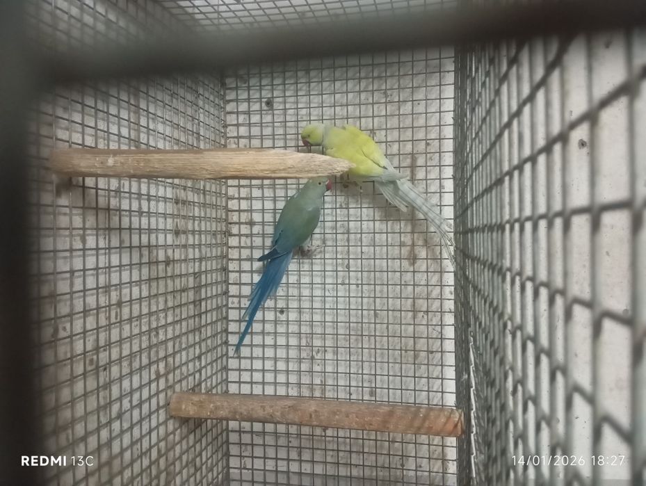 Casal adulto ring neks