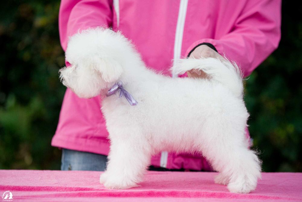 Девочка бишон фризе